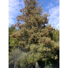 Dacrycarpus dacrydioides